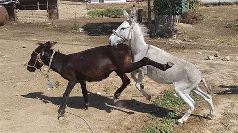 mating of horse and donkey|More.